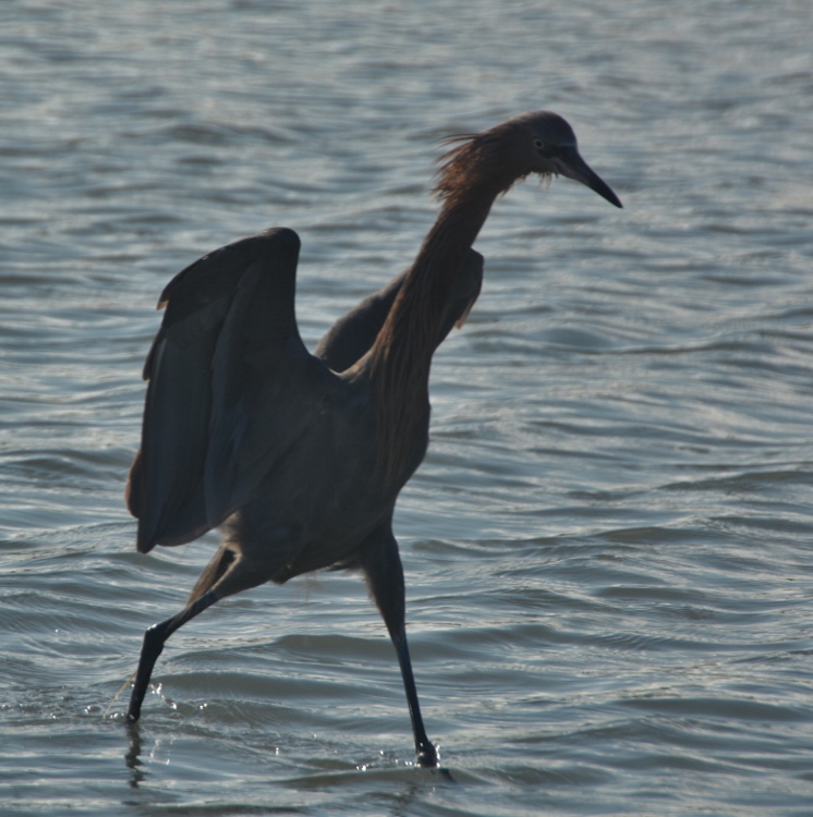 heron in water 
